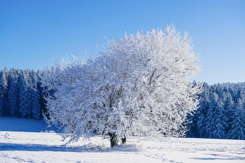 Winter Wonderland